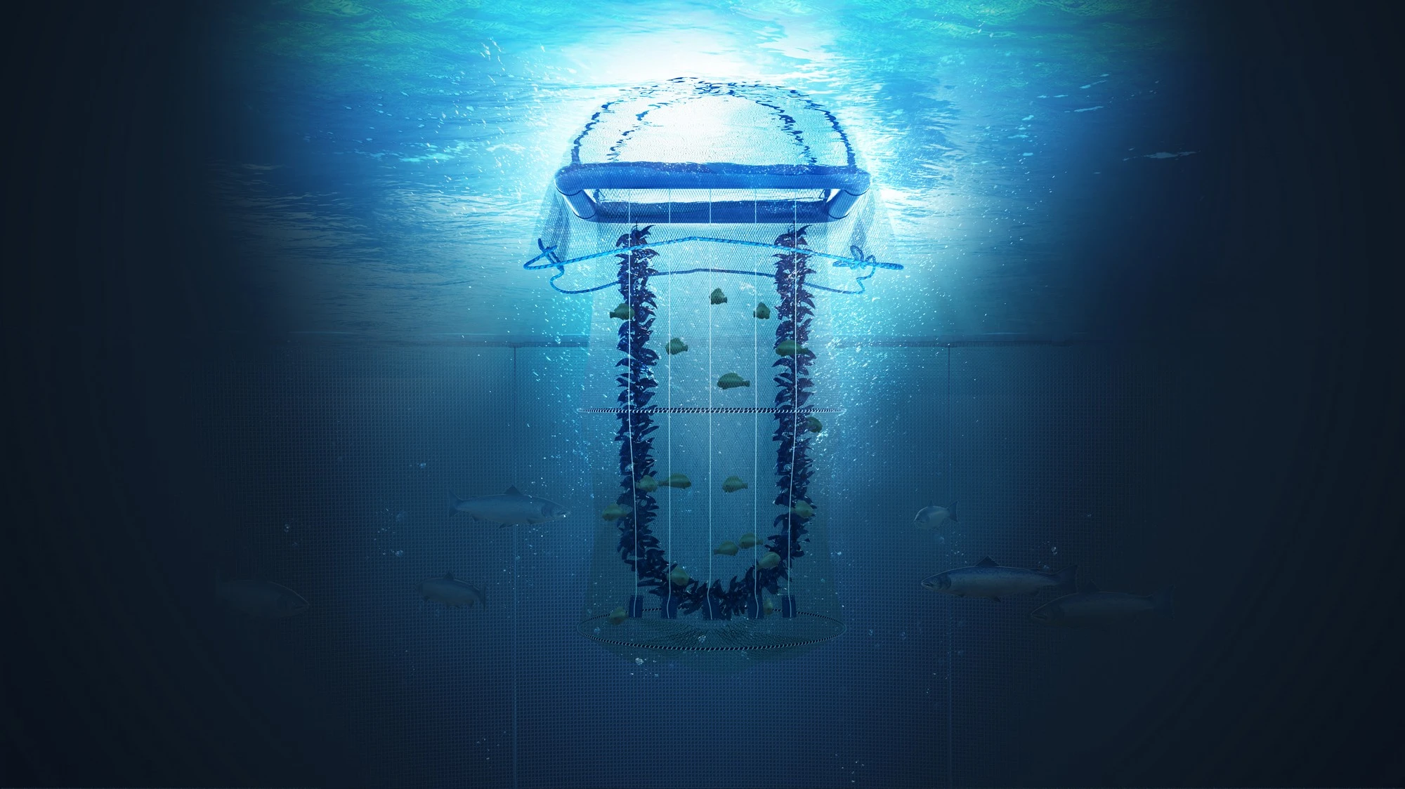 OK Marine Gardin 3D IIlustration